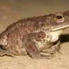 ROPUCHA OBECNÁ